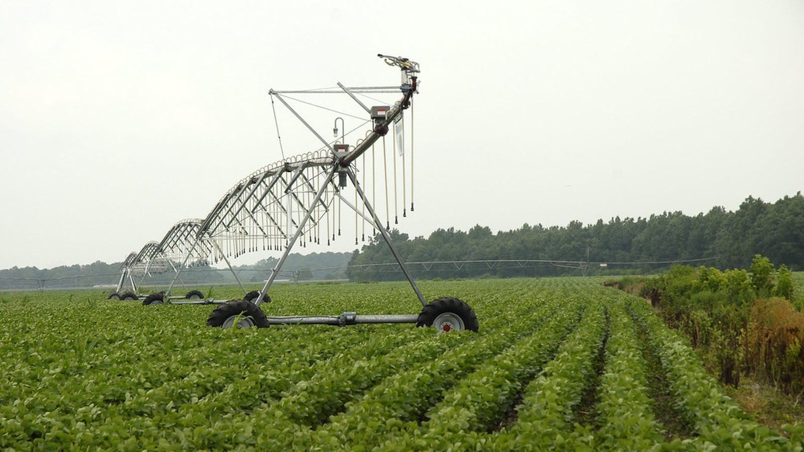 Una cooperativa de Moca financiará a 180 pequeños productores