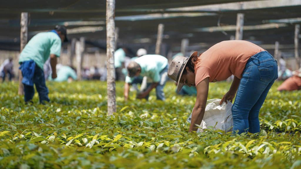 Más de 414,000 campesinas y campesinos participan en el programa mexicano Sembrando Vida.